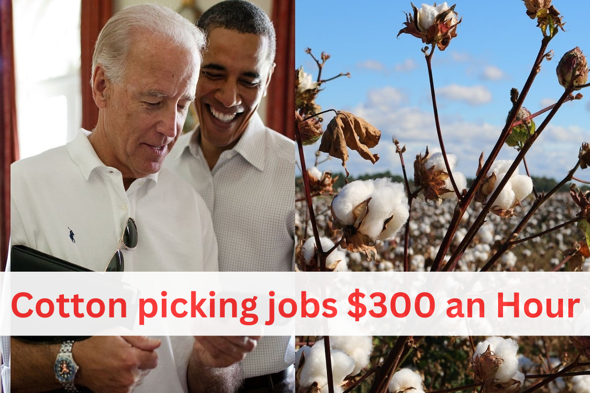 300 an hour cotton picking job