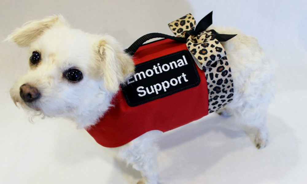 Can you bring an emotional support dog to work
