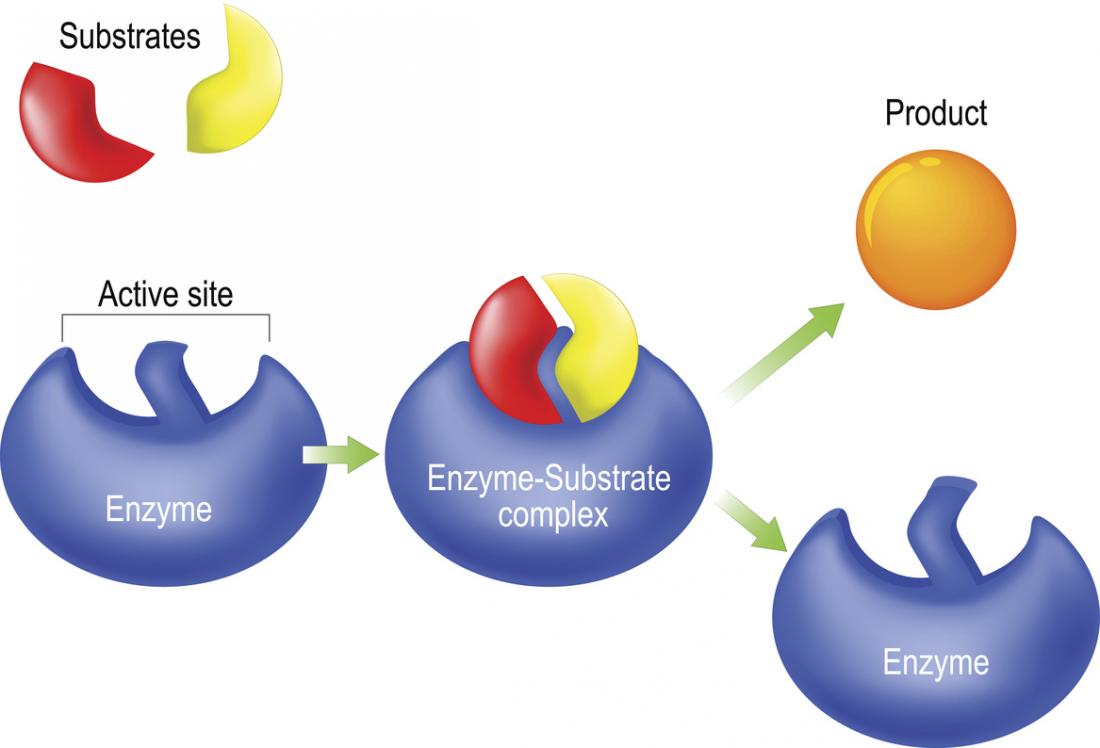 Analyze how an enzyme works by completing the following paragraph